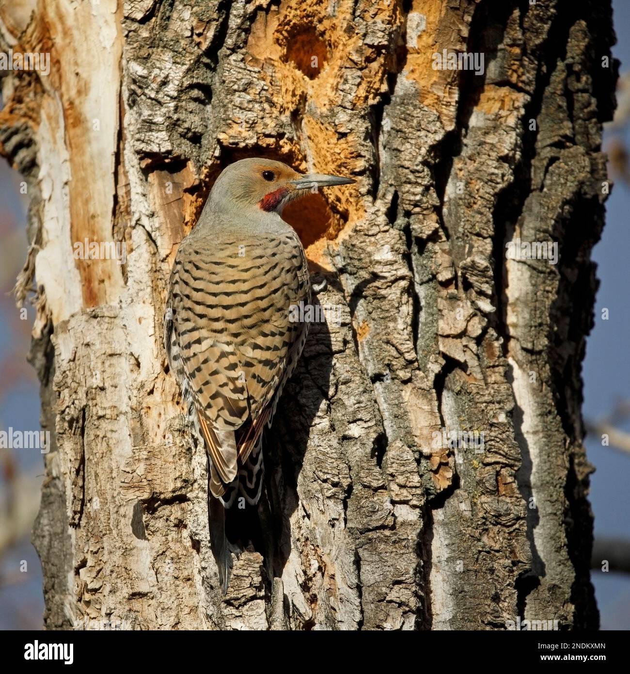 Northern flicker (red shafted) male perched beside holes the bird pecked in a balsam poplar tree trunk, Canada. Colaptes auratus Stock Photo