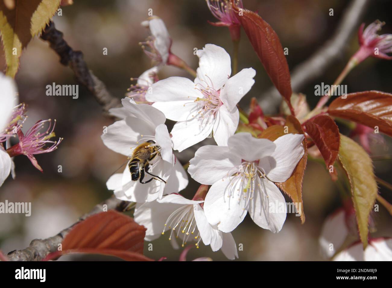 Bee and cherry blossom Stock Photo