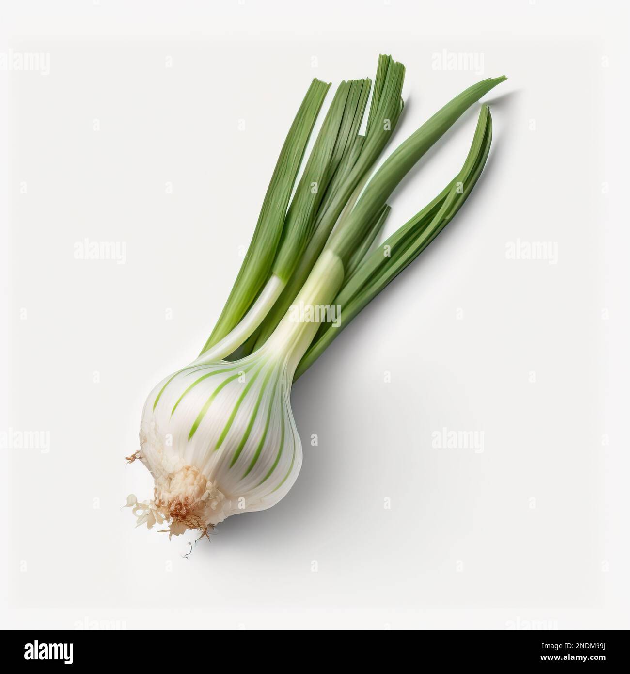 Chives, related to the onion. Chive bulbs are white and elongated and