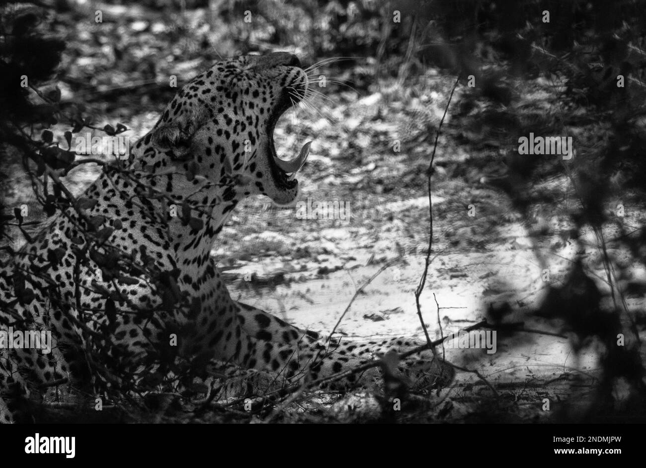 Sri Lankan leopards in the Wild. Stock Photo