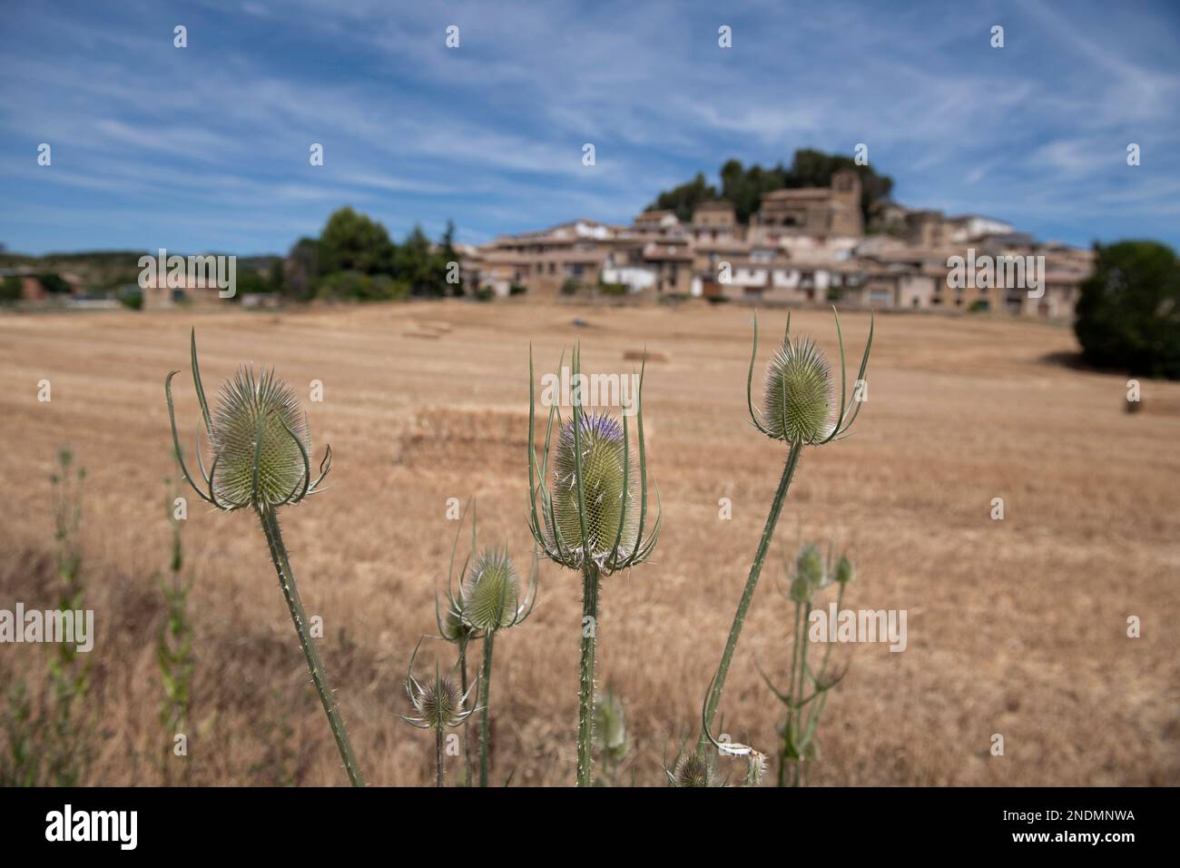 Haystack with thistles in foreground, Eslava village, Navarre province, Spain, Europe Stock Photo