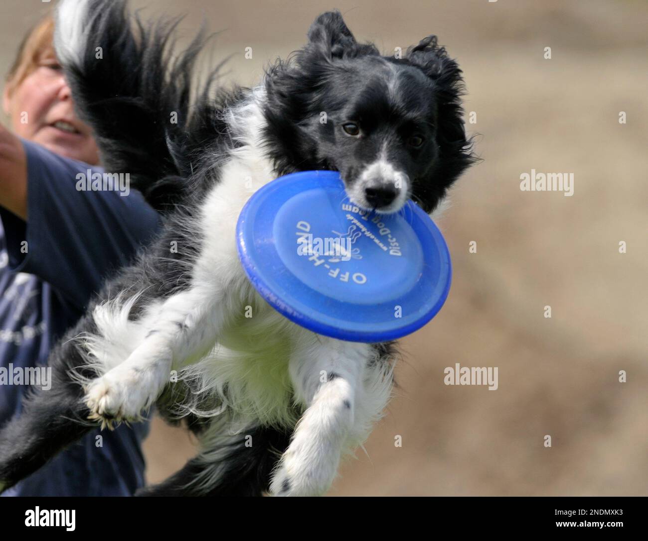 A border collie jumps to catch a frisbee during the European Disk