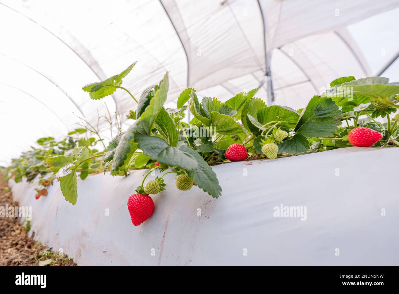 Strawberry nursery. Growing strawberries in greenhouses, California Stock Photo Alamy