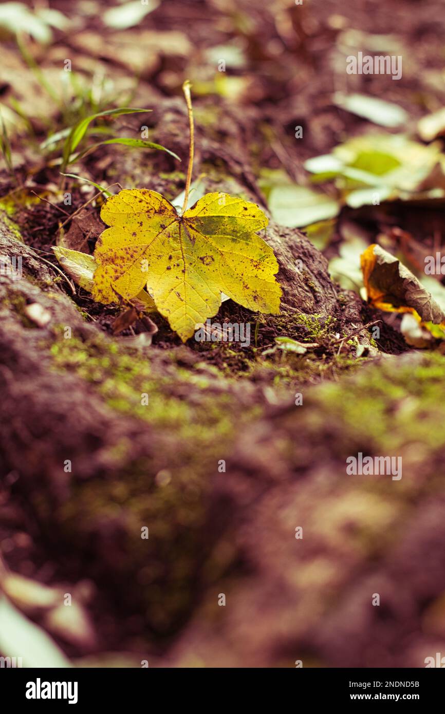 A vertical closeup of a yellow fallen maple leaf Stock Photo