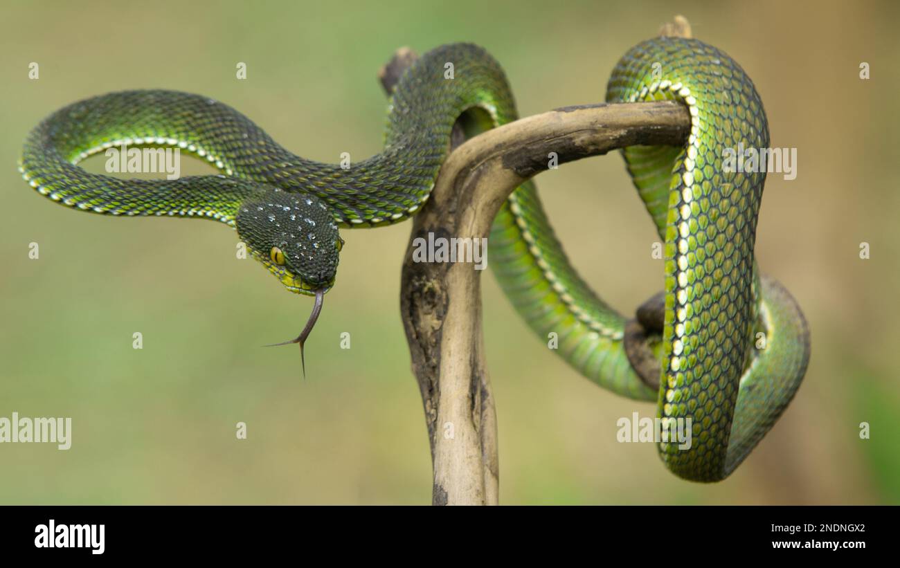 Beautiful Green Viper Snake In close Up Stock Photo