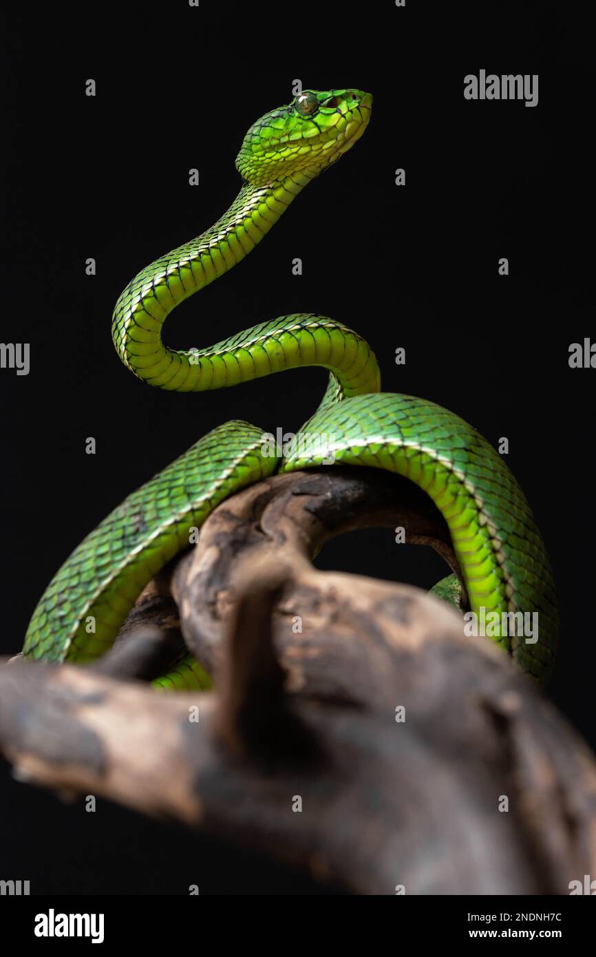 Hairy bush viper (Atheris hispida) on black background Stock Photo - Alamy