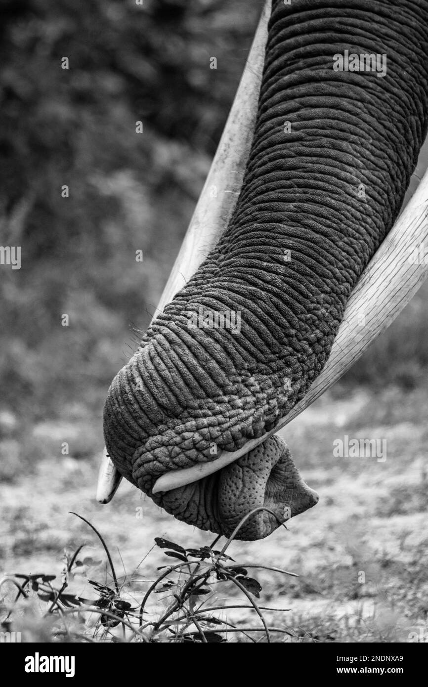 Sri Lankan  Elephants in the Wild, Visit Sri Lanka. Stock Photo
