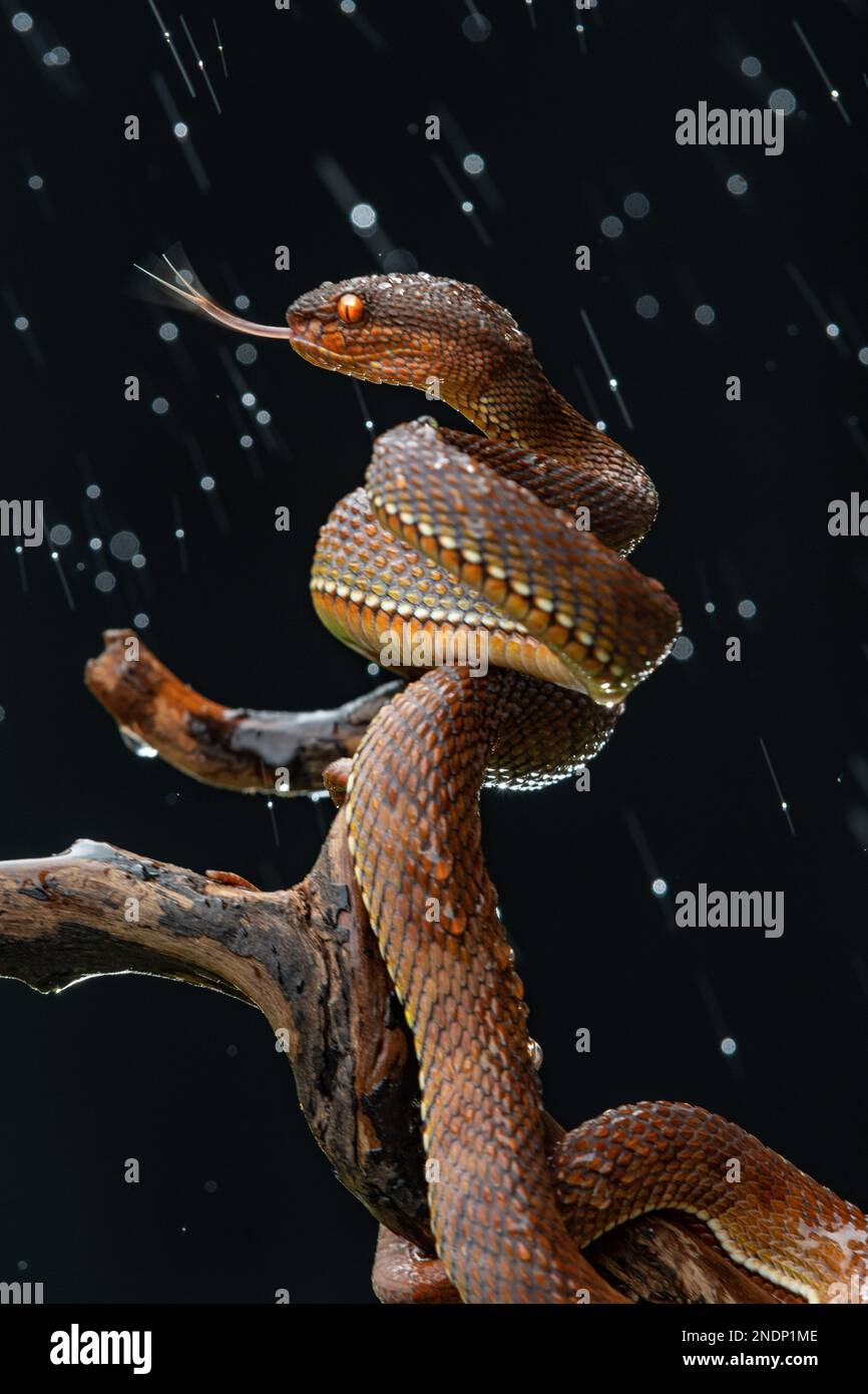 Beautiful Red Viper Snake In close Up Stock Photo - Alamy