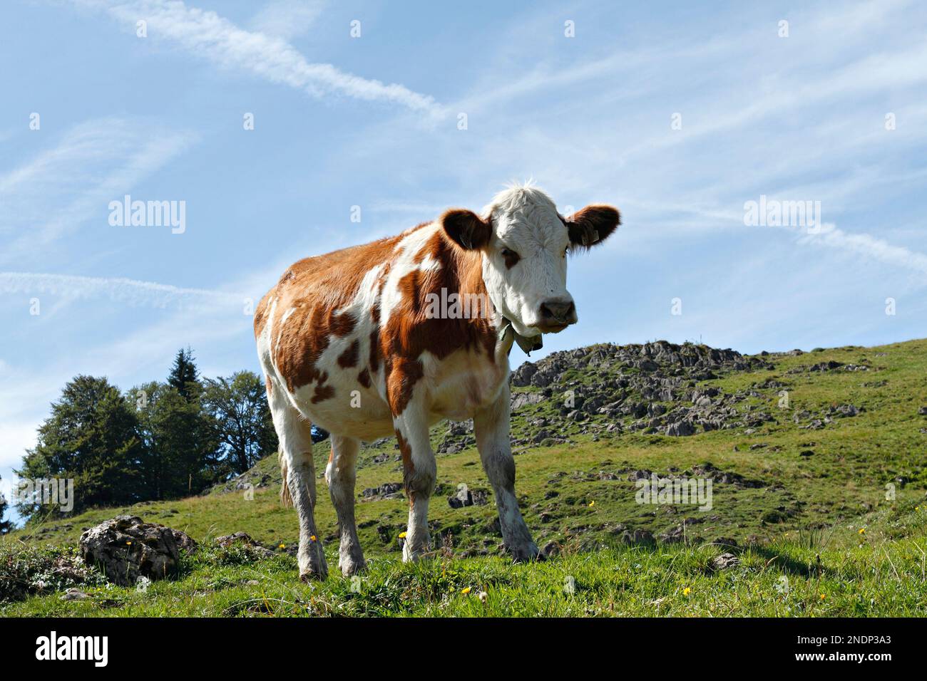 Alpine cow, Taubensee, Chiemgau, Upper Bavaria, Germany Stock Photo Alamy