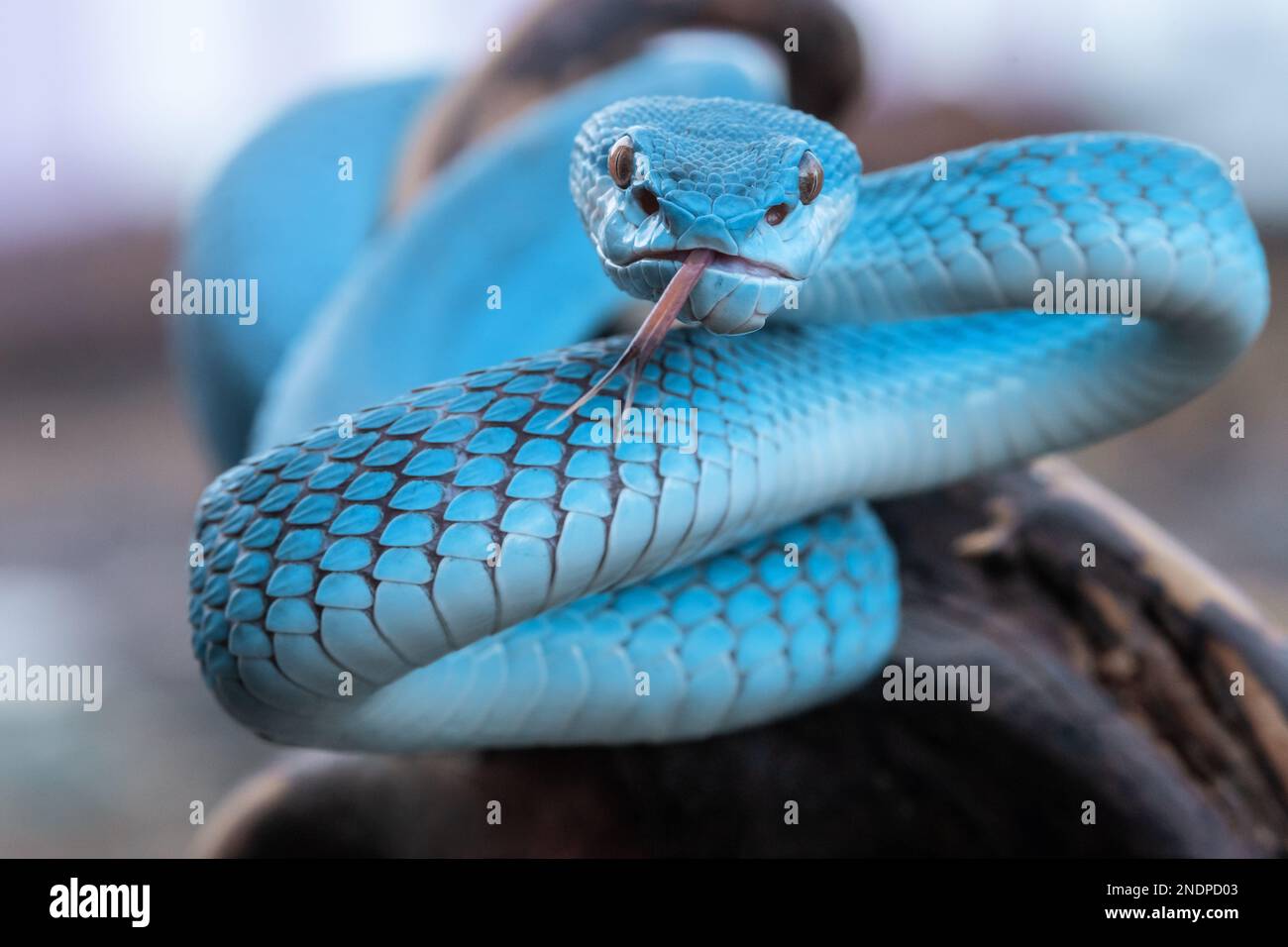 Beautiful Blue Viper Snake In close Up Stock Photo - Alamy