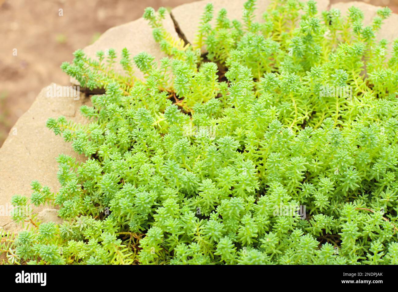 stonecrop sedum texture background and stone. small green succulent plants a lot. top view, full frame Stock Photo