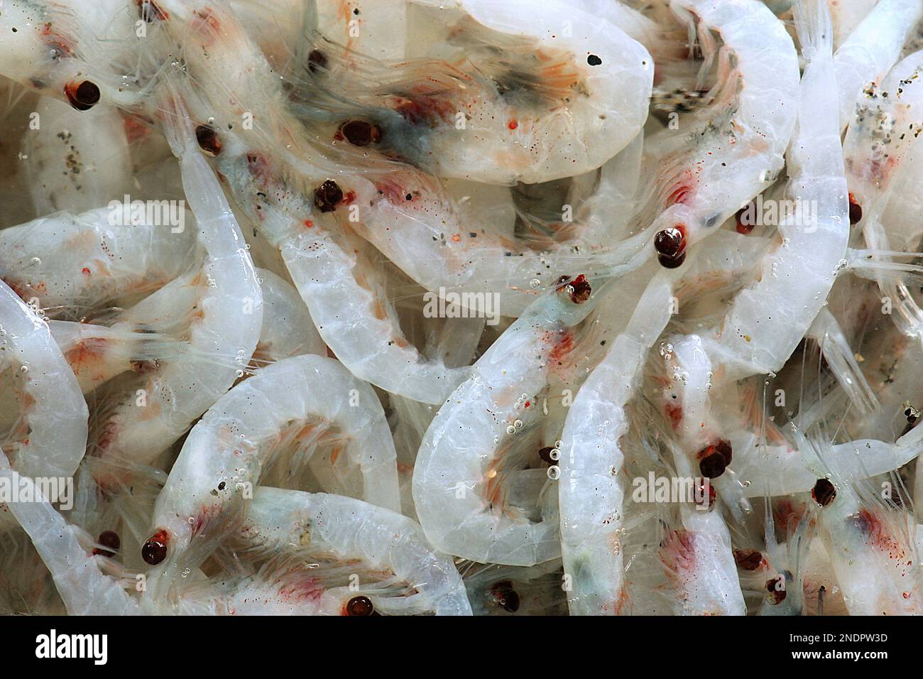 Krill (Nyctiphanes australis) Stock Photo