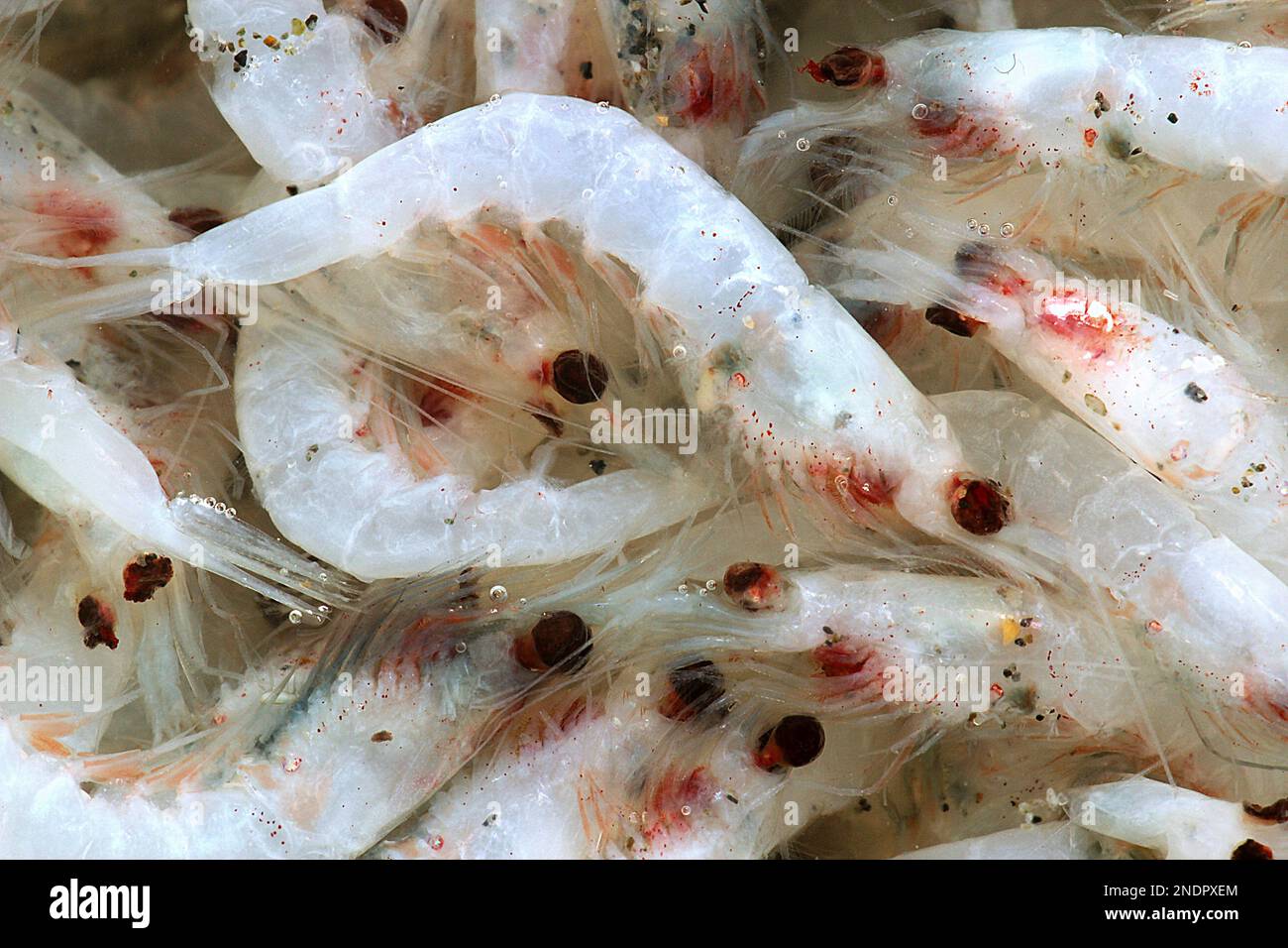 Krill (Nyctiphanes australis) Stock Photo