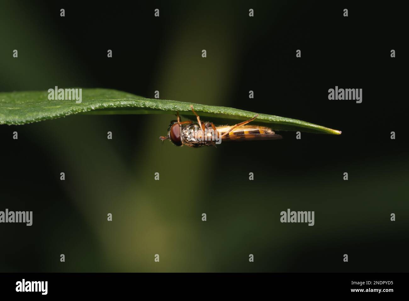A close up of a Platycheirus crawling on a leaf, isolated on blurred background Stock Photo