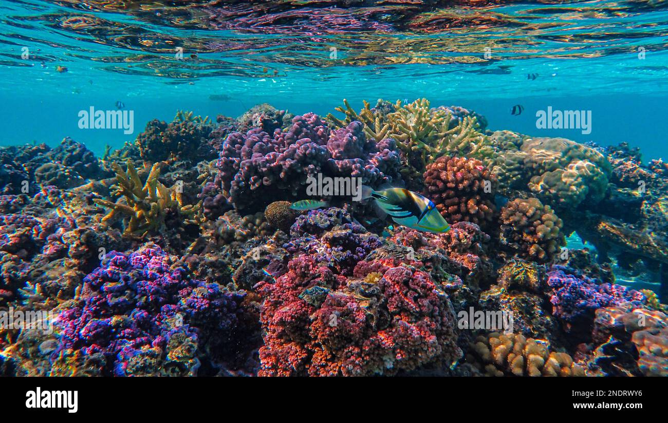 spotted picasso triggerfish while snorkeling in Taha'a, French Polynesia Stock Photo