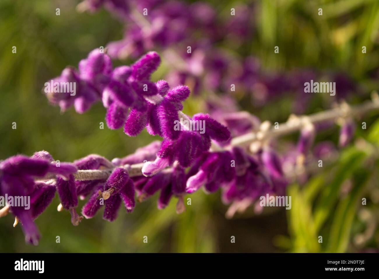 Pretty purple plant life Stock Photo
