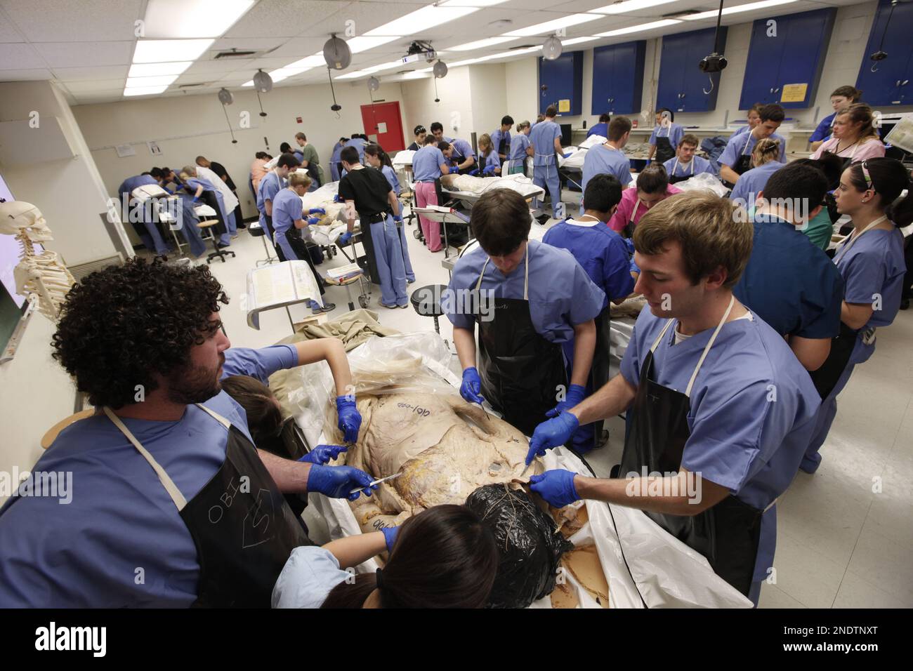 First year medical students dissect a cadaver at a gross anatomy lab at
