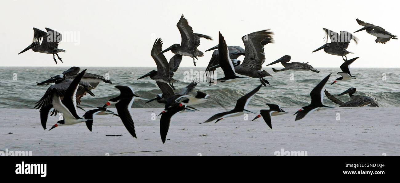 Birds fly over the western tip of Ship Island in the Gulf of Mexico off ...