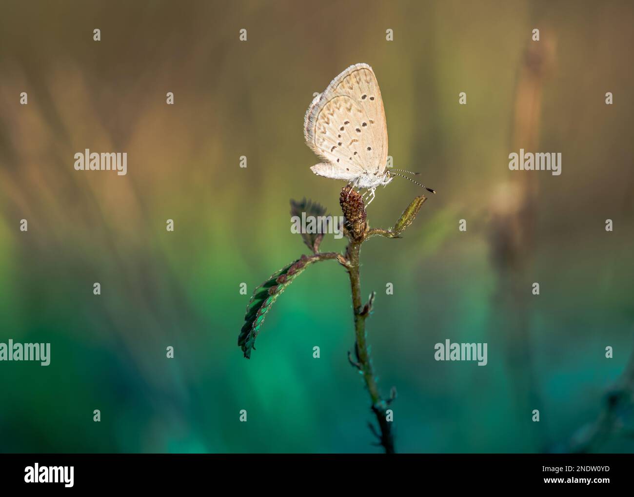 Tiny grass blue butterfly on wildflower in morning, Close up and macro with soft focus and bokeh/nature blurred background, Insects in Thailand. Stock Photo