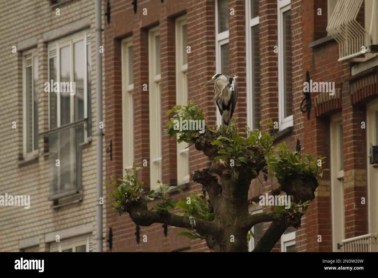 A single Grey Heron (Ardea cinerea) perched on a tree in the middle of Amsterdam, the Netherlands. Stock Photo