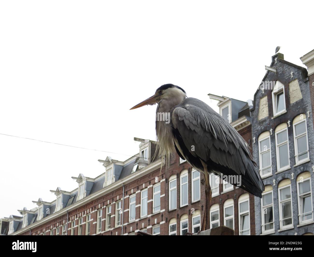 A single Grey Heron (Ardea cinerea) posing in front of a row of old Amsterdam houses. Taken in Amsterdam, Netherlands. Stock Photo