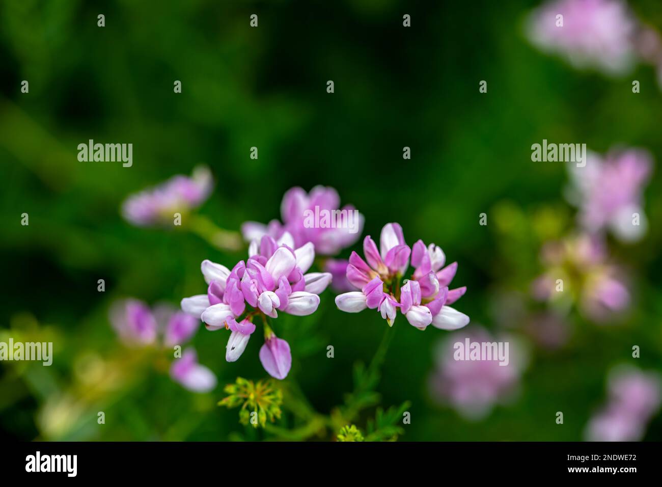 Securigera varia flower growing in forest, close up Stock Photo