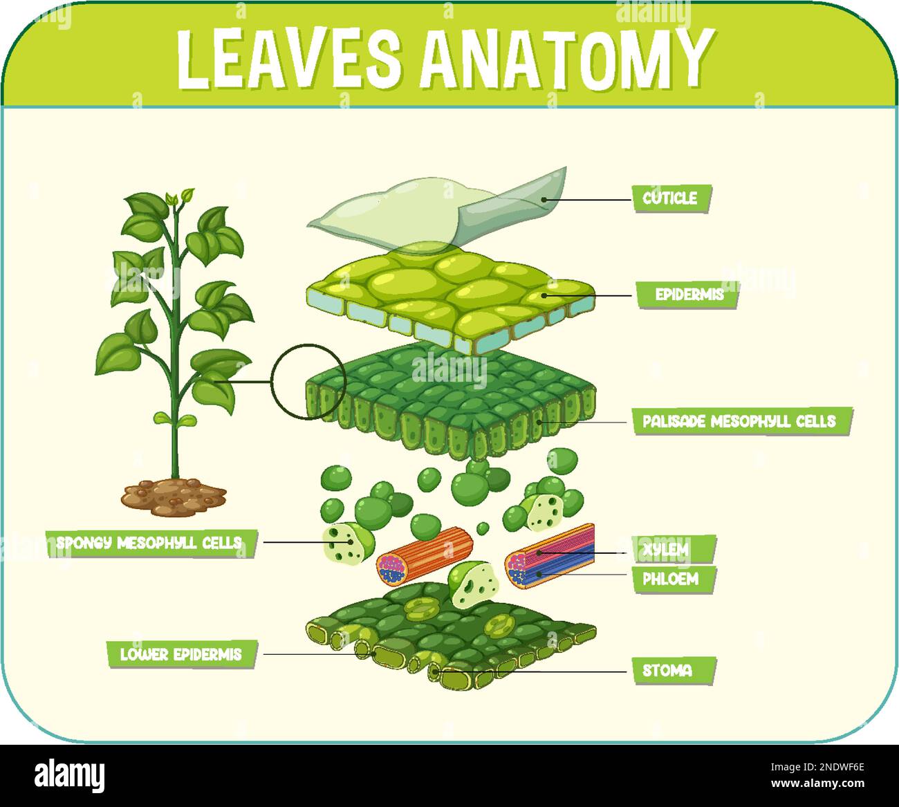 Diagram showing internal structure of a leaf internal struct