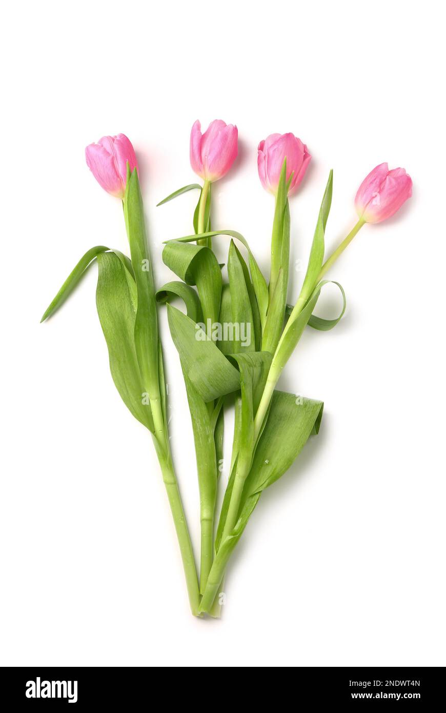 Beautiful tulip flowers isolated on white background Stock Photo - Alamy