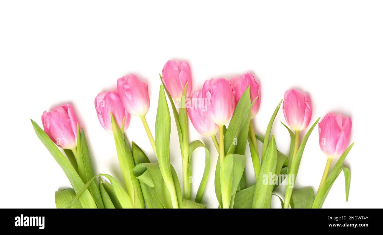 Beautiful tulip flowers isolated on white background Stock Photo - Alamy