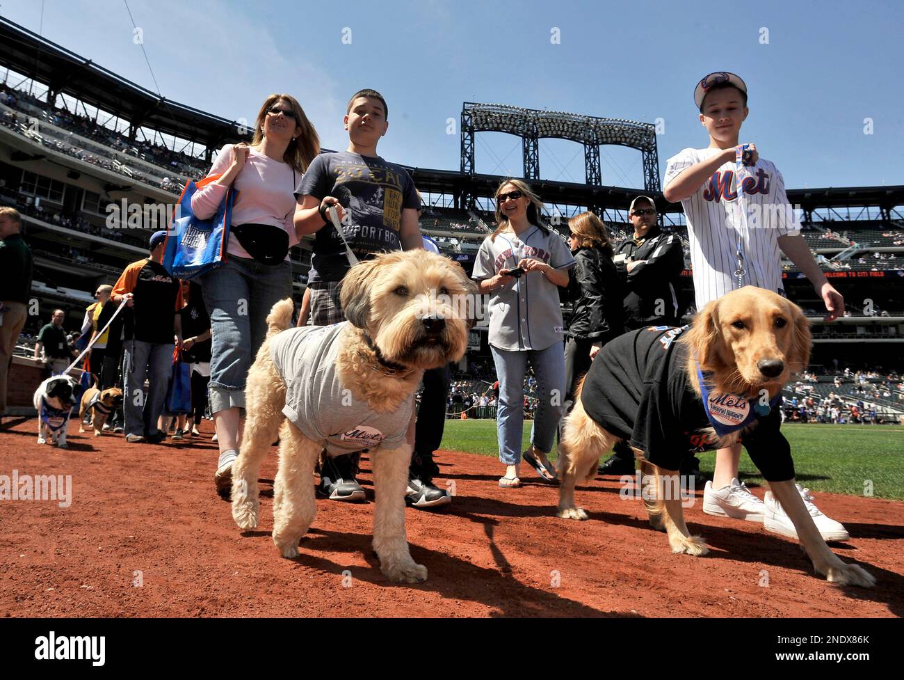Dogs dressed as New York Mets players walk the warning track for