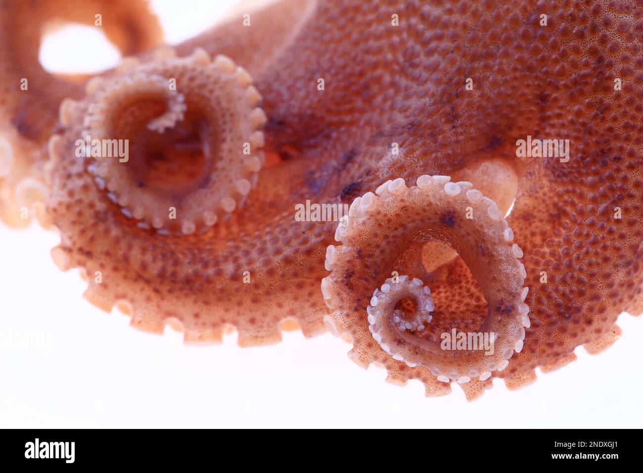 Octopus on a white background Stock Photo - Alamy
