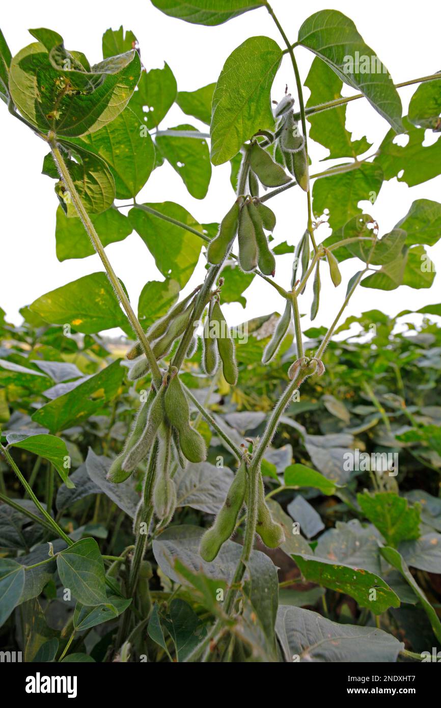 Green beans grow in the wild Stock Photo Alamy