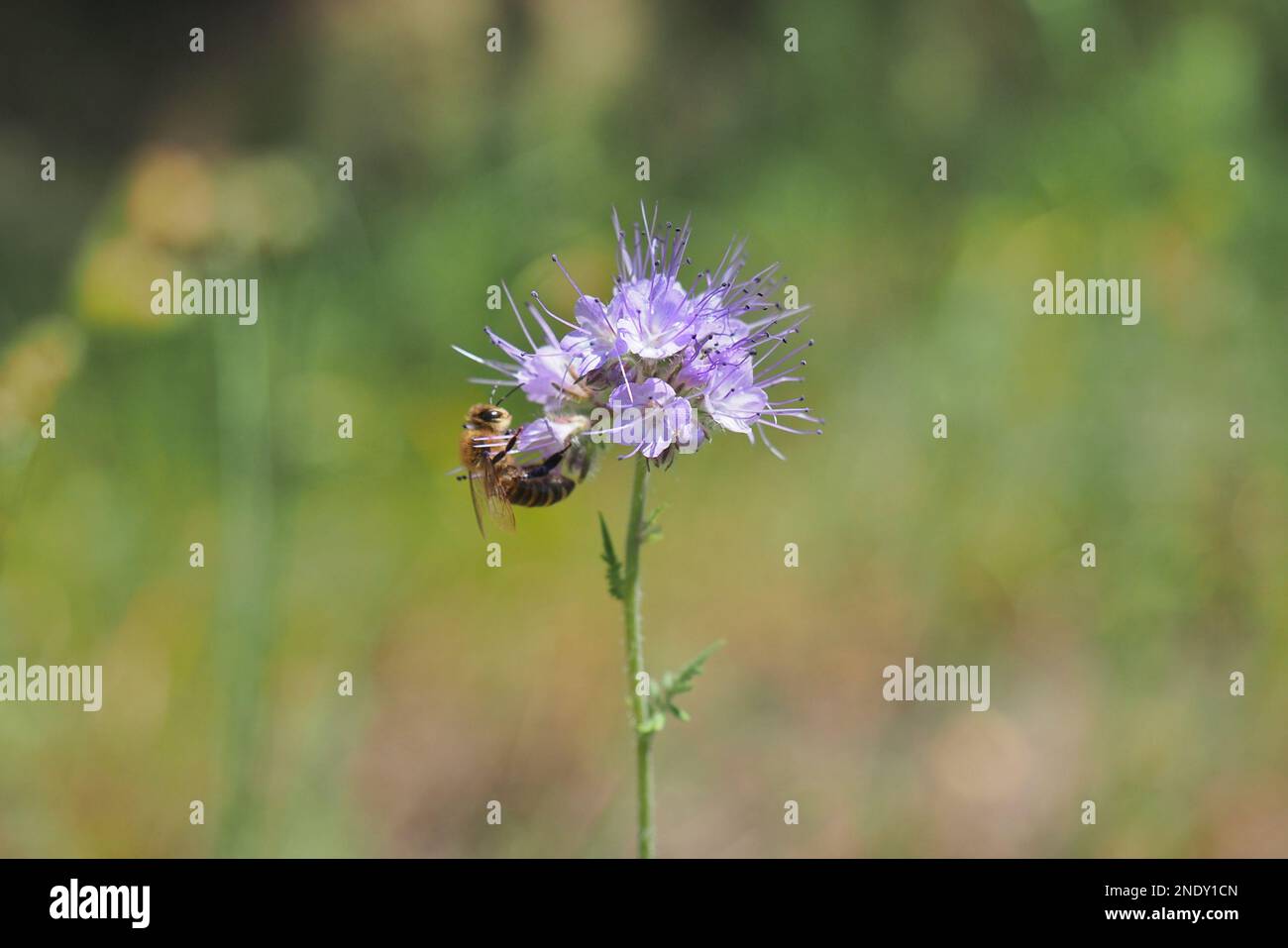 A bee sipping nectar from Phacelia flower Stock Photo