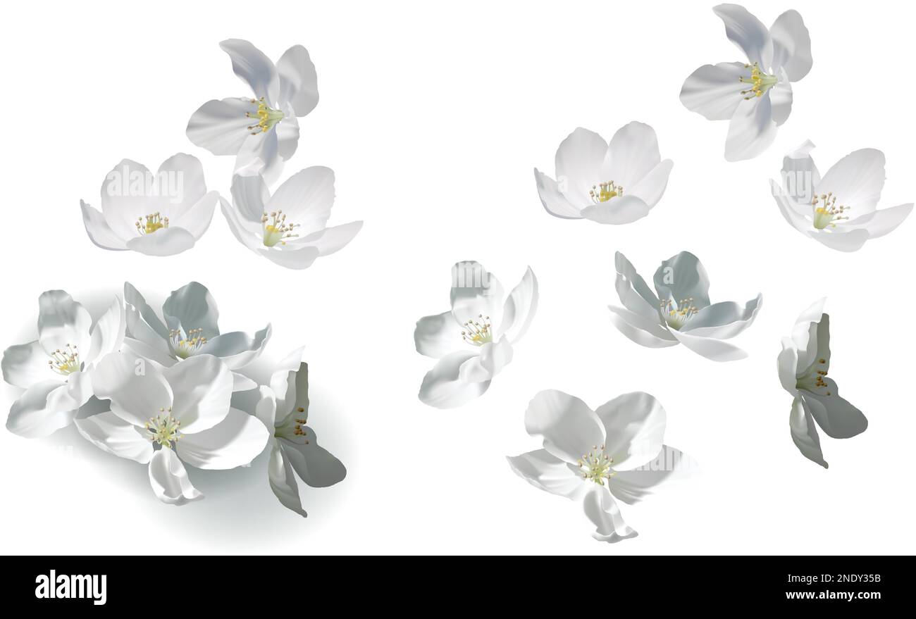 White jasmine flowers perfect realistic vector illustration. Flowers