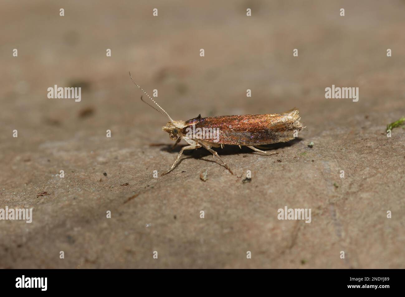 Natural closeup on the White-shouldered Smudge micro moth, Ypsolopha parenthesella, sitting on stone Stock Photo