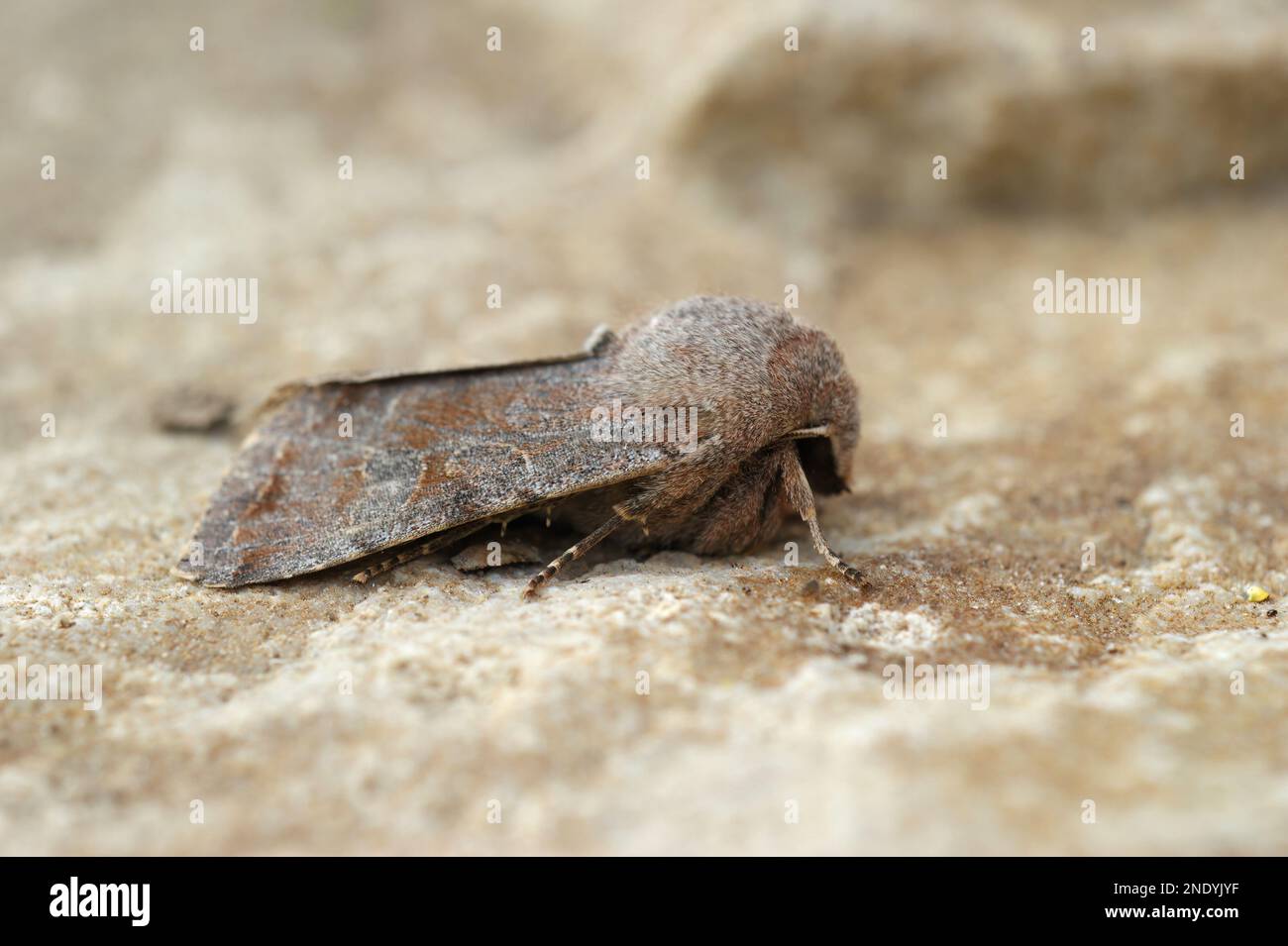 Detailed closeup on the Lead-coloured Drab owlet moth Orthosia populeti sitting on a stone Stock Photo
