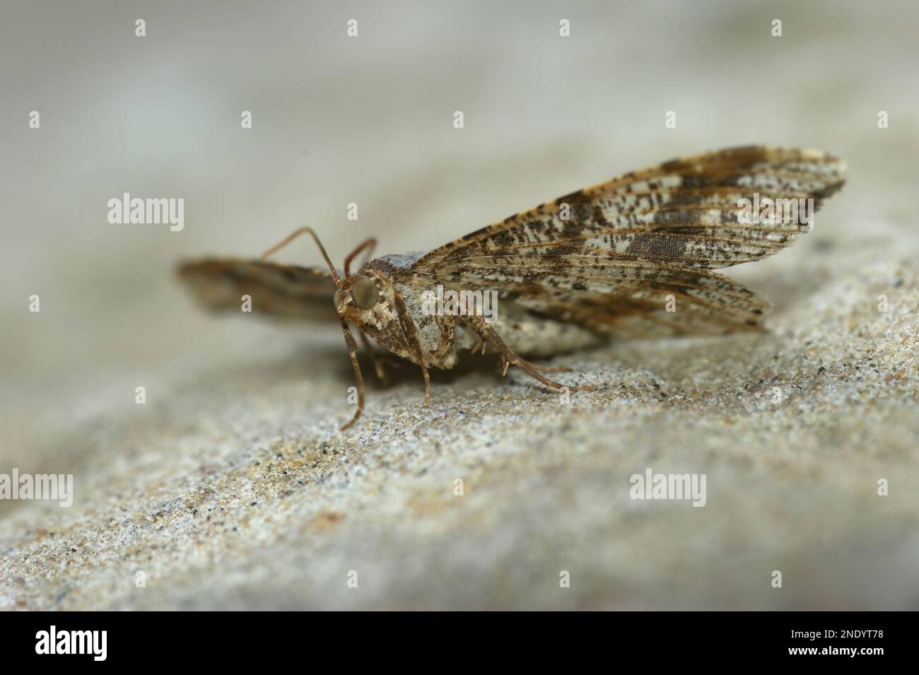 Detailed low angle close up on a Peacock moth, Macaria notata, sitting on a stone Stock Photo