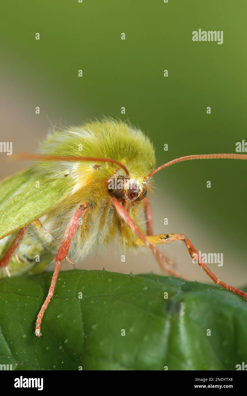 Natural closeup of the emerald green silver-lines moth, Pseudoips prasinana sitting on a green leaf Stock Photo