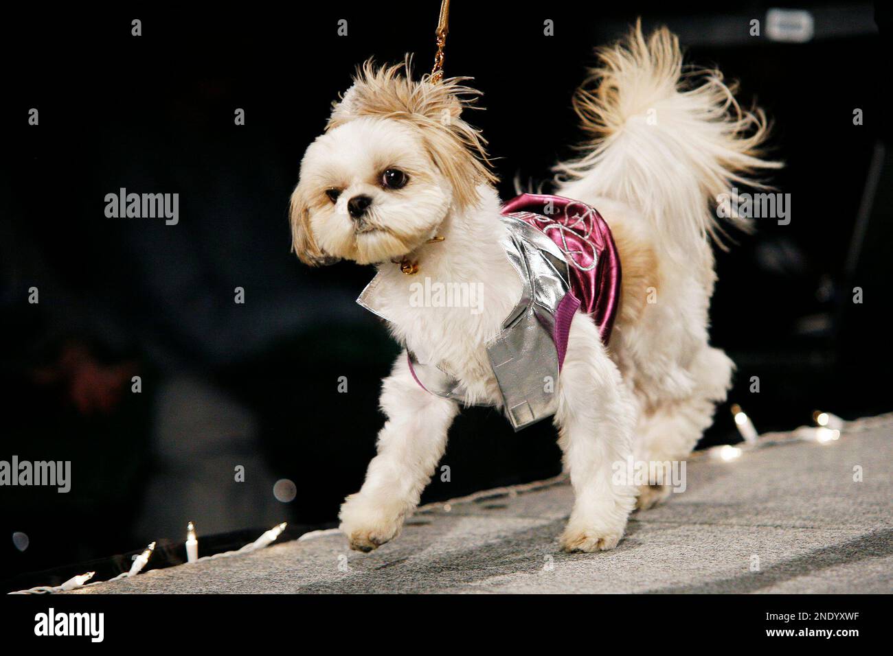 Bark collar for shih tzu online