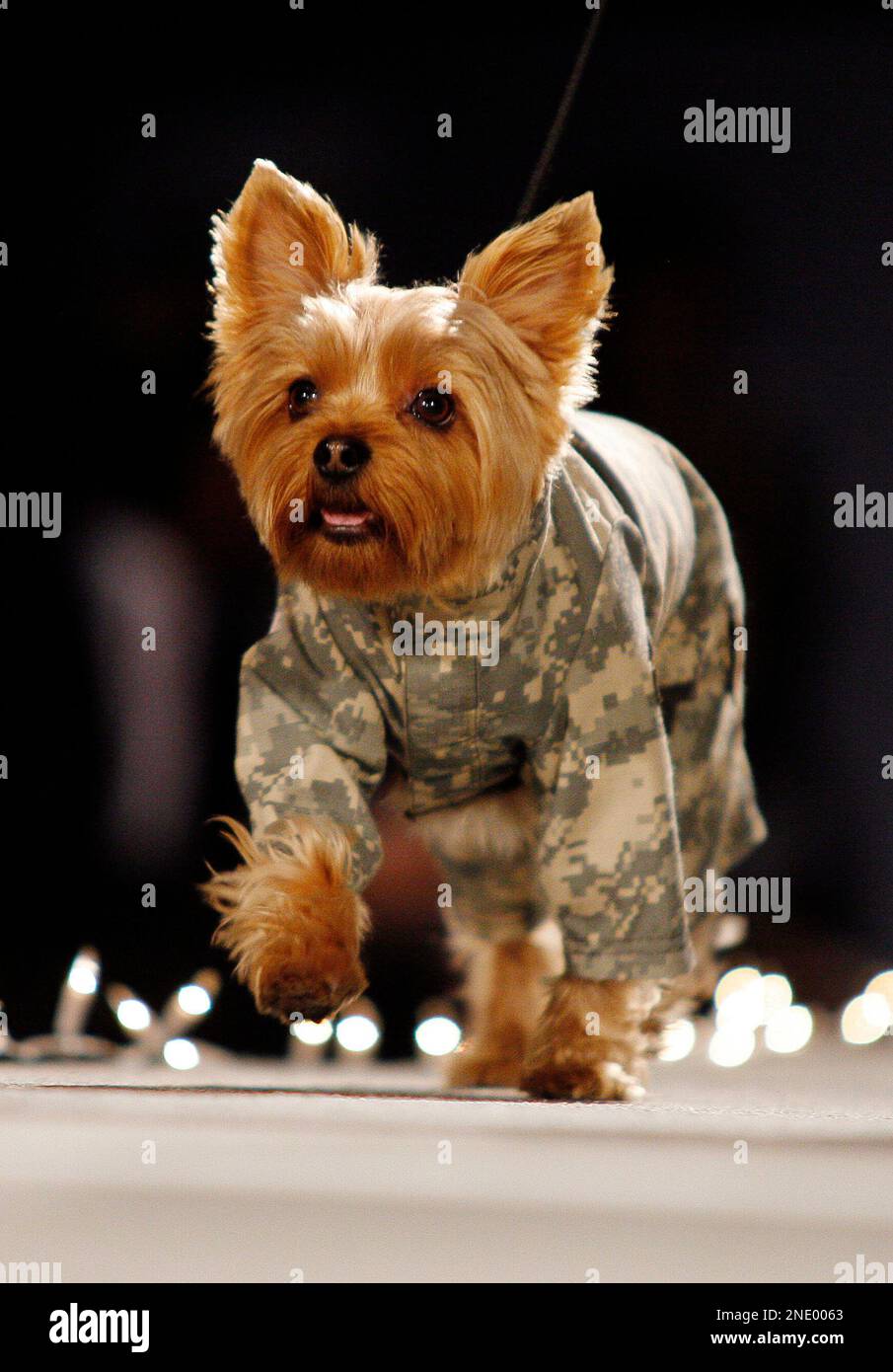 Biewer Terrier Pants Biewer Terrier Pants