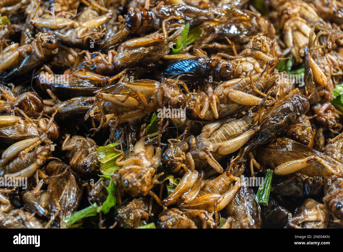Marco Insects marco boiled insect with vegetable on asian food street for future ...