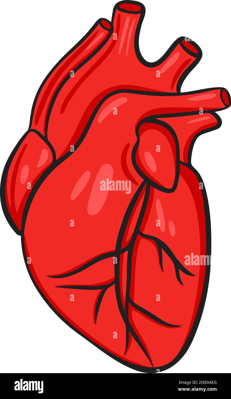 Main internal human organ heart Stock Vector Image & Art - Alamy