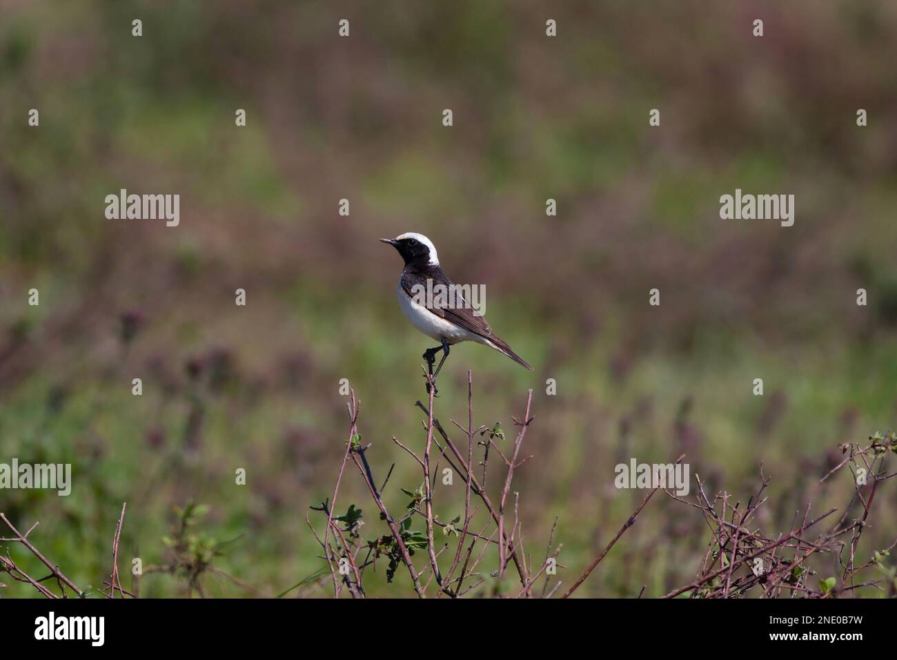 little bird watching looking around  in woodland, Pied Wheatear, Oenanthe pleschanka Stock Photo