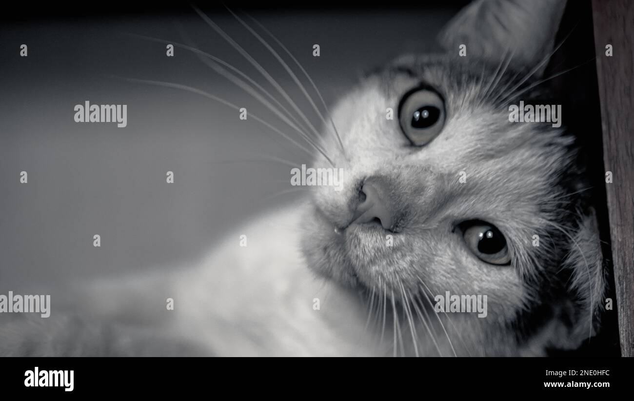 A closeup portrait of a tubby cat looking into the camera shot in ...