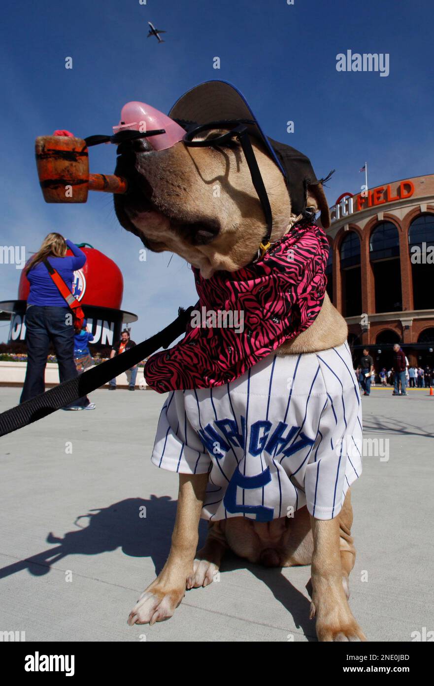 dog mets jersey