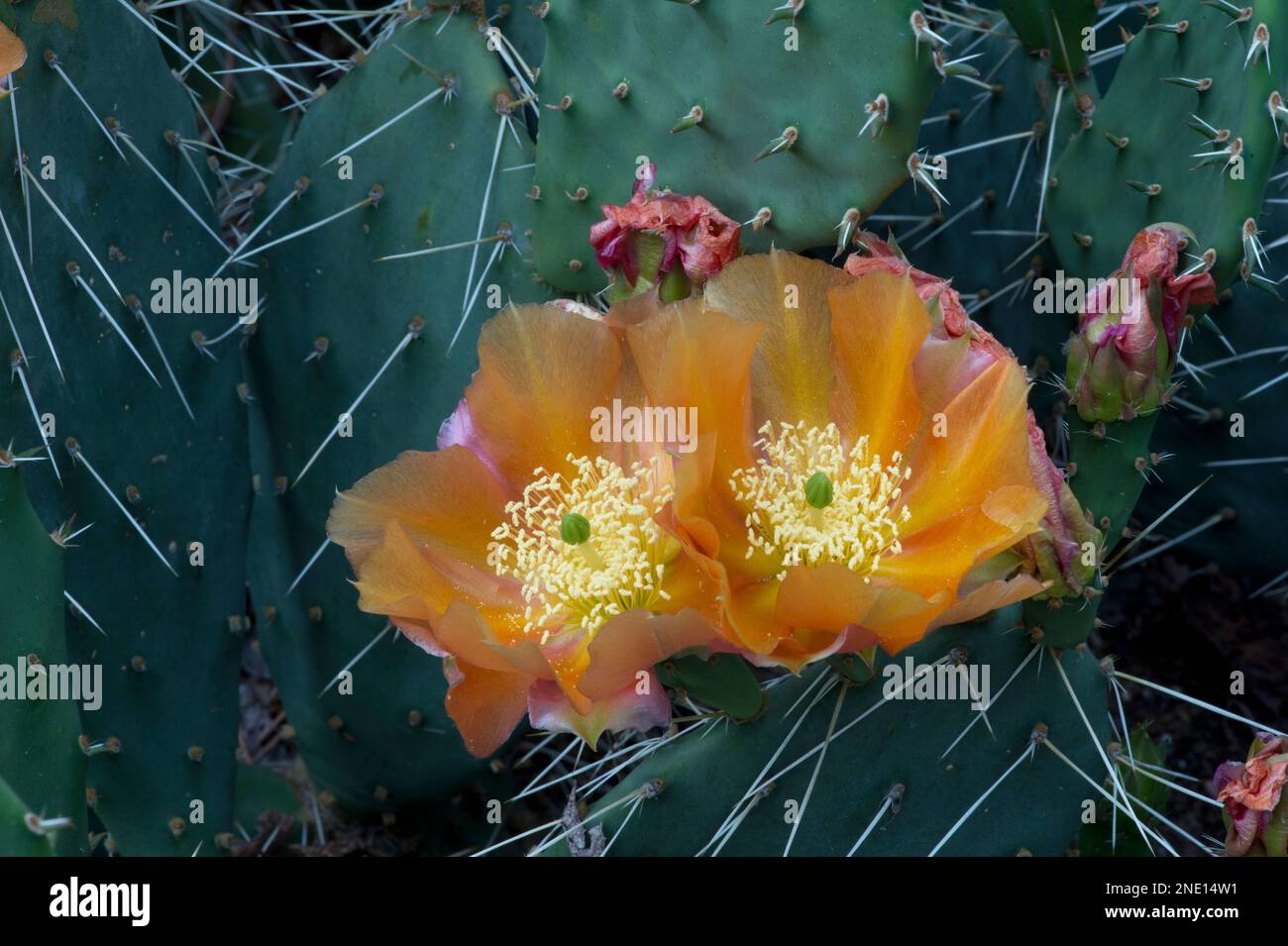 Cactus blossoms (Opuntia sp.) in south-central Utah Stock Photo