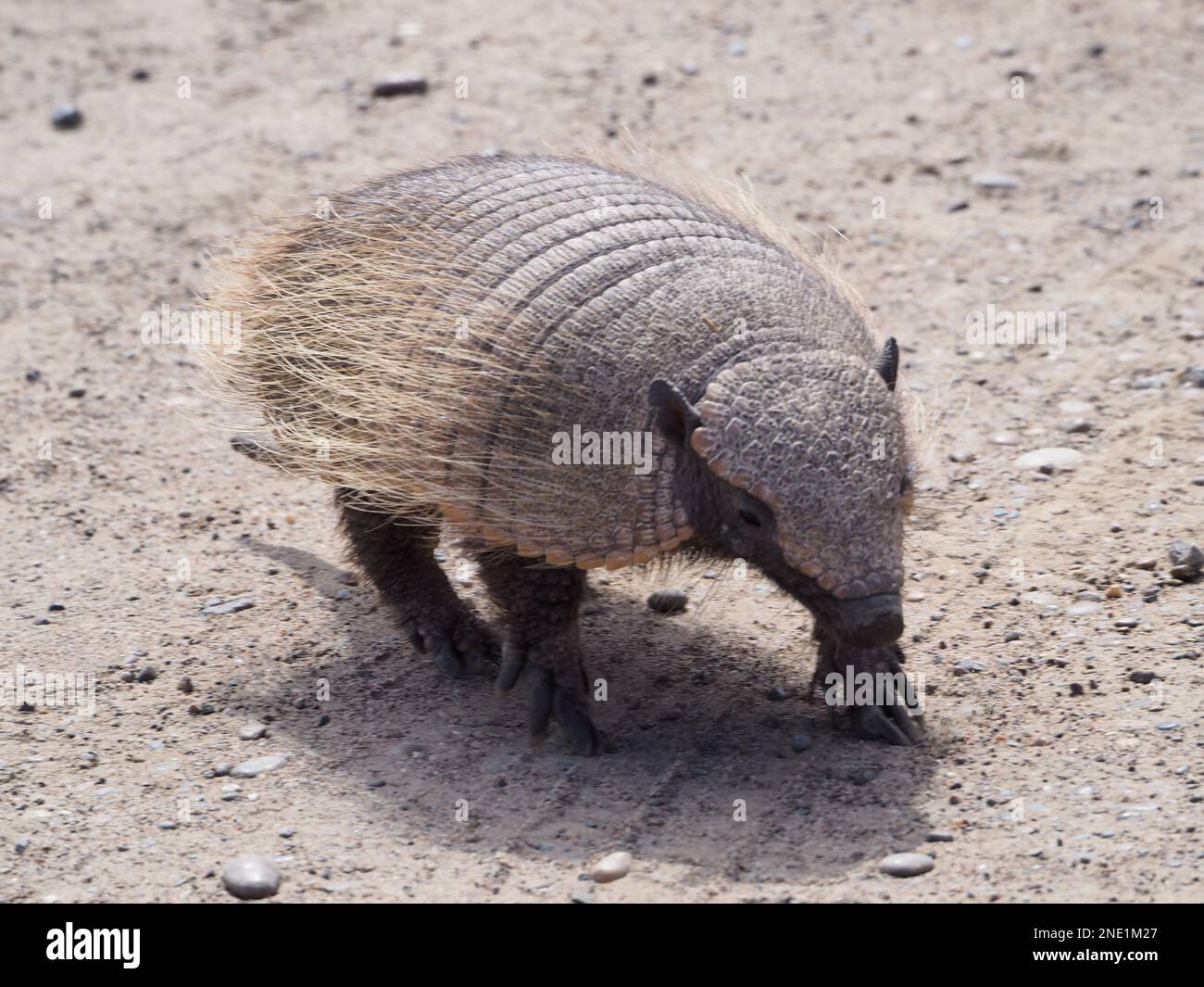 Hairy Armadillo walking towards the camera (Chaetophractus villosus