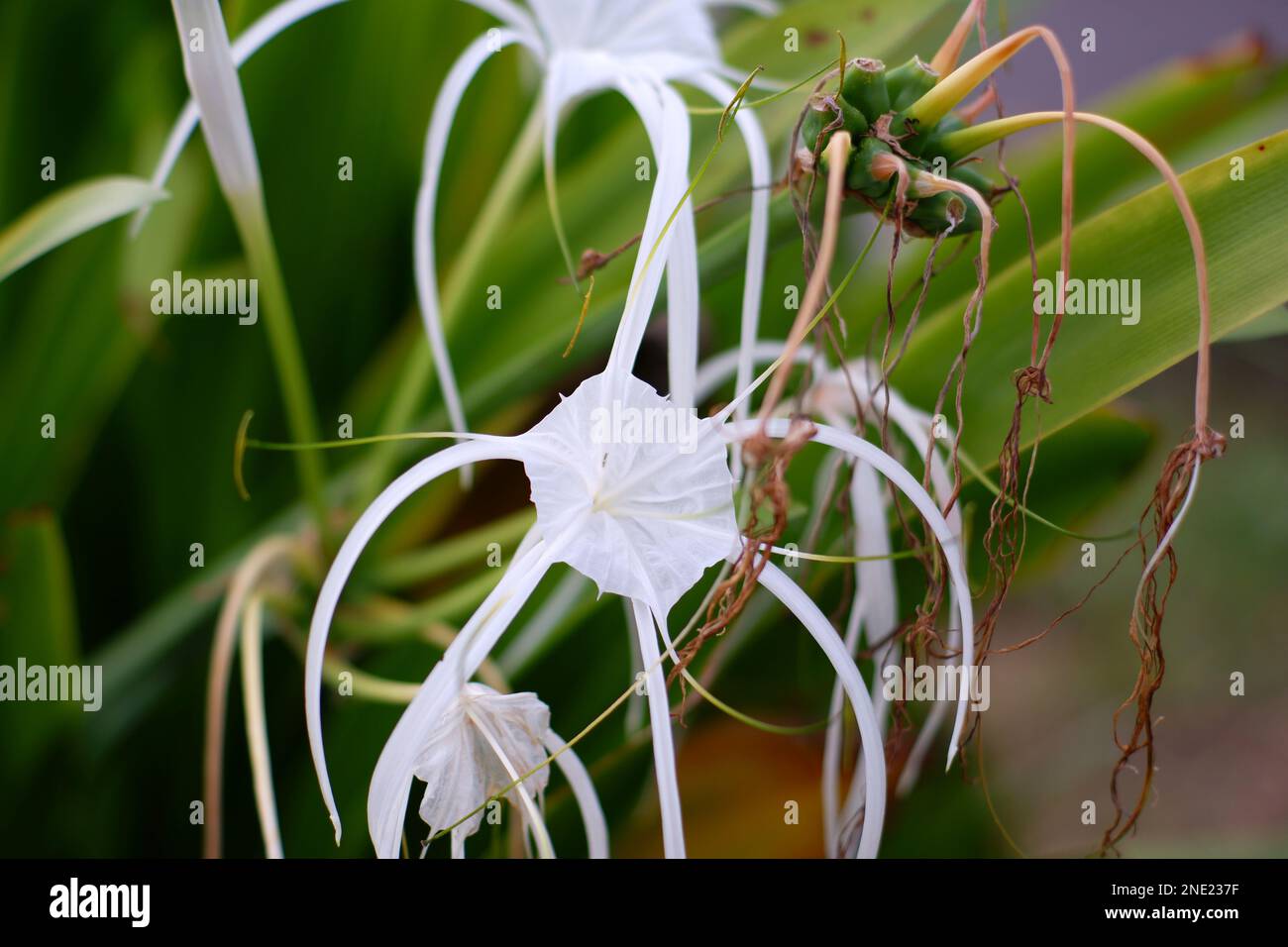 Several Flower Stalks Of Hymenocallis Littoralis Are Pure White, In The Afternoon Of Daya Baru Village Stock Photo