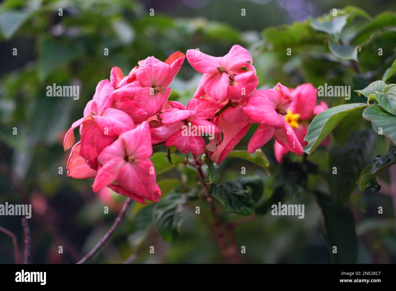 Flowers From The Pink Mussaenda Plant, Which Blooms Pink, In The Village Of Daya Baru In The Afternoon Stock Photo