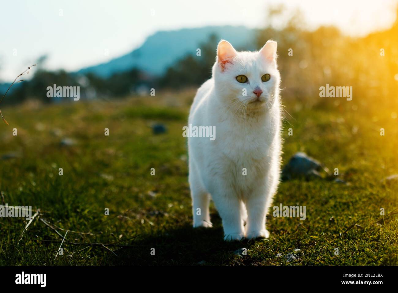 White fur cat standing in a garden and on grass Stock Photo Alamy
